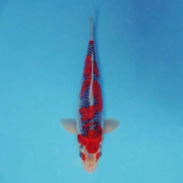 NAMASKAR ~ GOSHIKI SPC ™