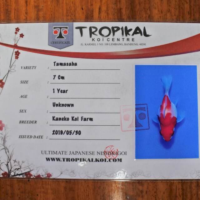 Tamasaba (Kaneko) 7cm. Import dan sertifikat