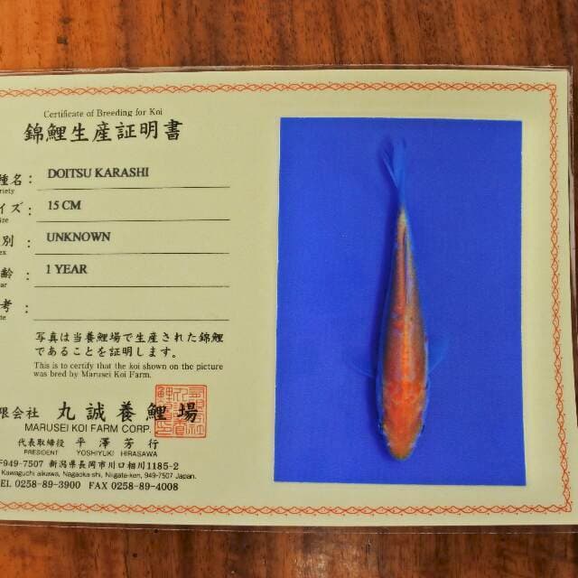 Doitsu Karashi (Marusei) 15cm. Import dan sertifikat
