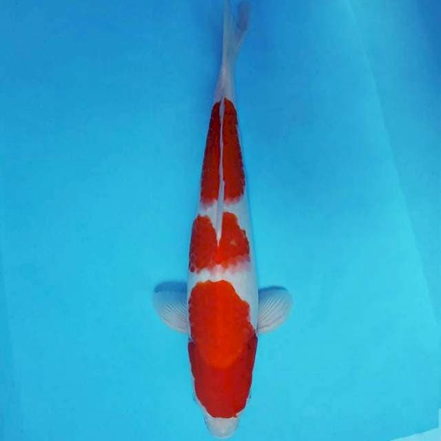 YUKI ~ KOHAKU 3 STEPS ™