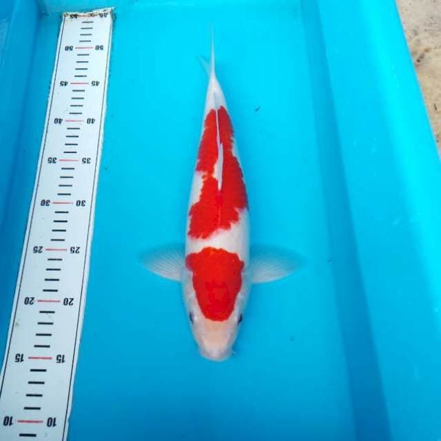 NJK - KOHAKU ORIGINAL