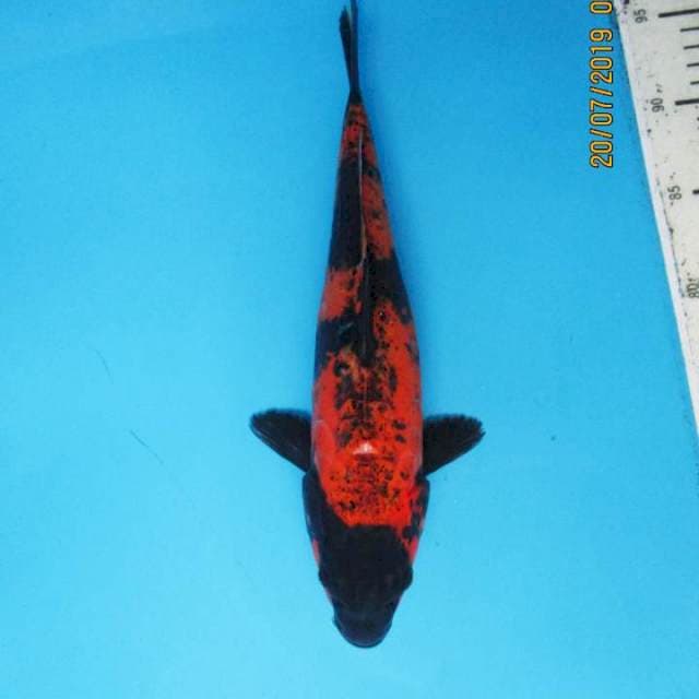 Hi utsuri  