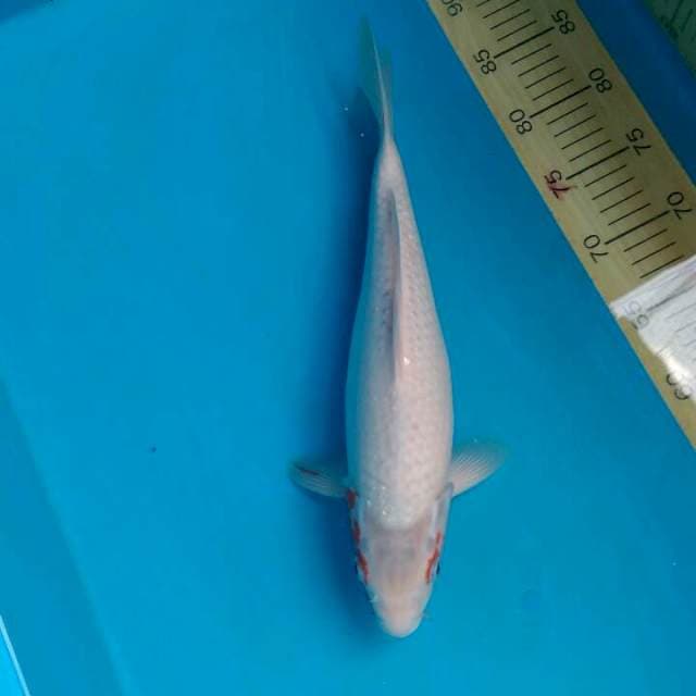 Asagi Oya Serti Breeder