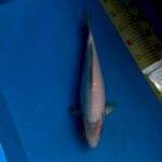 Asagi Oya Serti Breeder