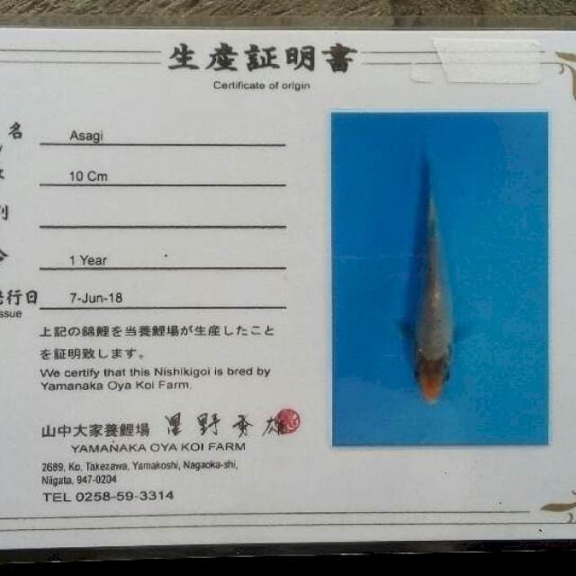 Asagi Oya Serti Breeder