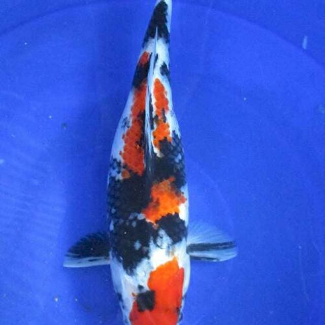 Showa sansoku±33cm