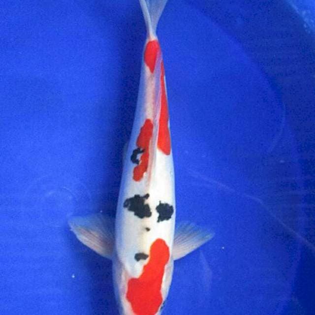 Sanke doitsu murni ±30cm
