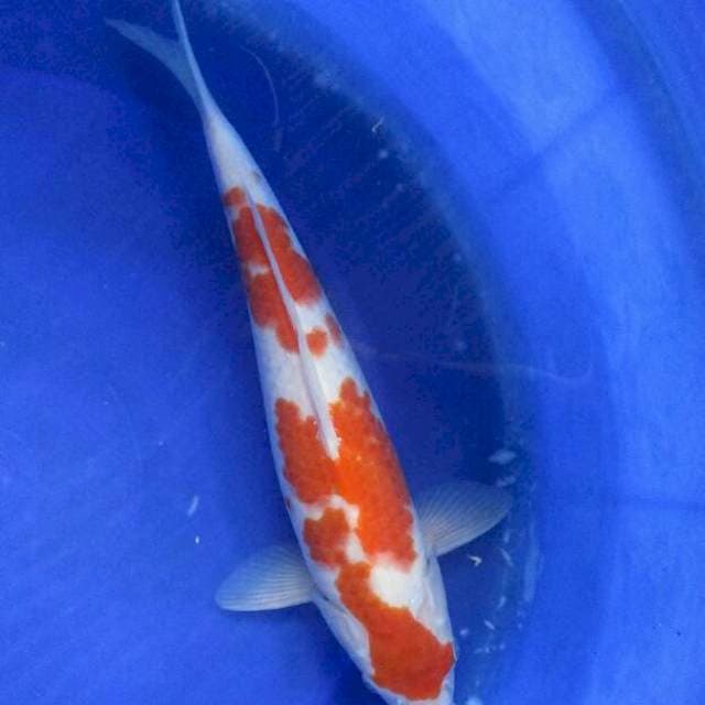 Kohaku ±38cm