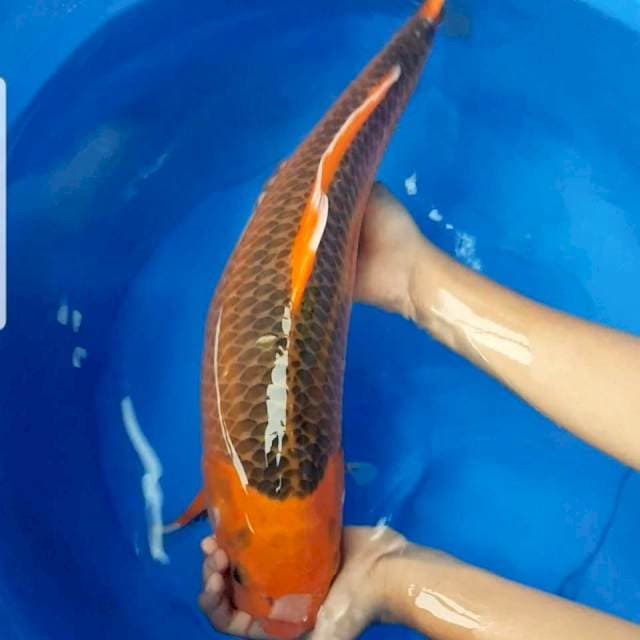 Aka matsuba 47 cm