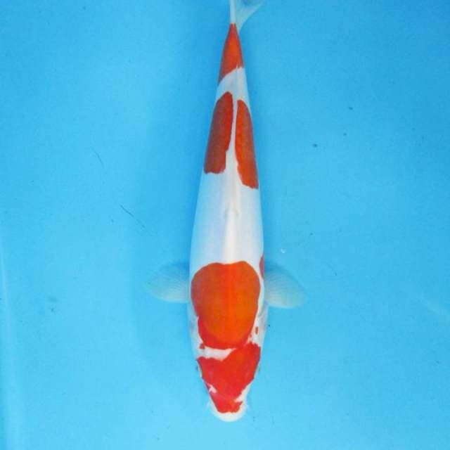 Doitsu Kohaku murni