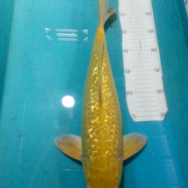 Full ginrin..Top juooss