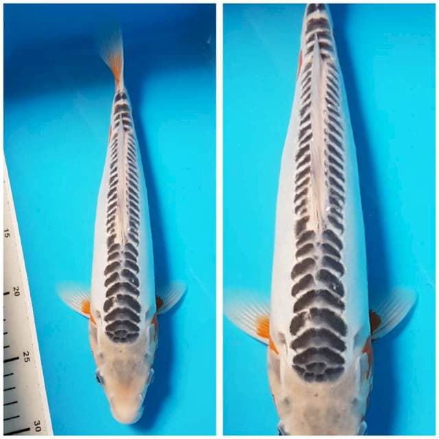 SHUSUI RING RAPI 32cm MALE