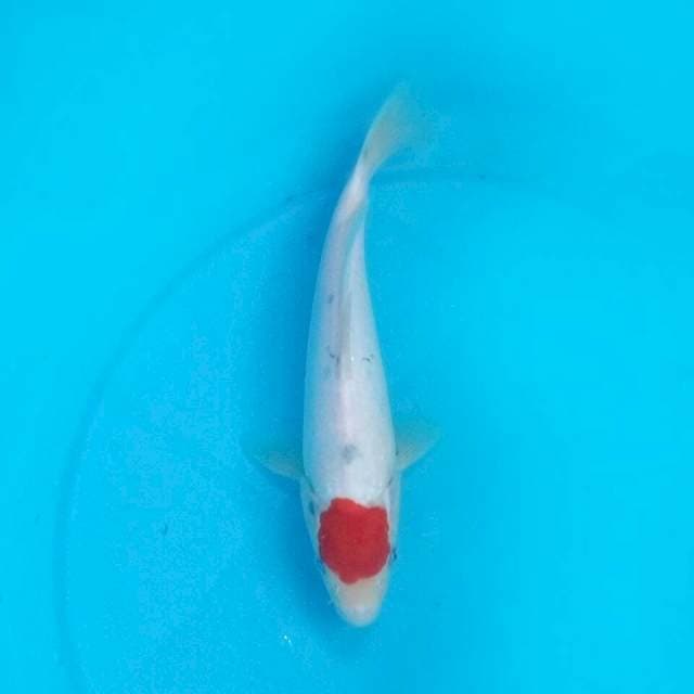 26cm TANCHO SANKE 