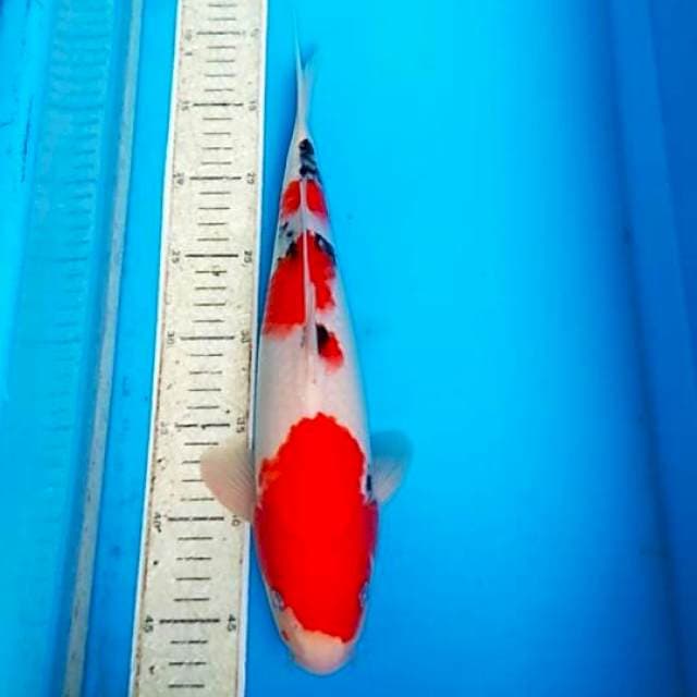 Sanke 36cm