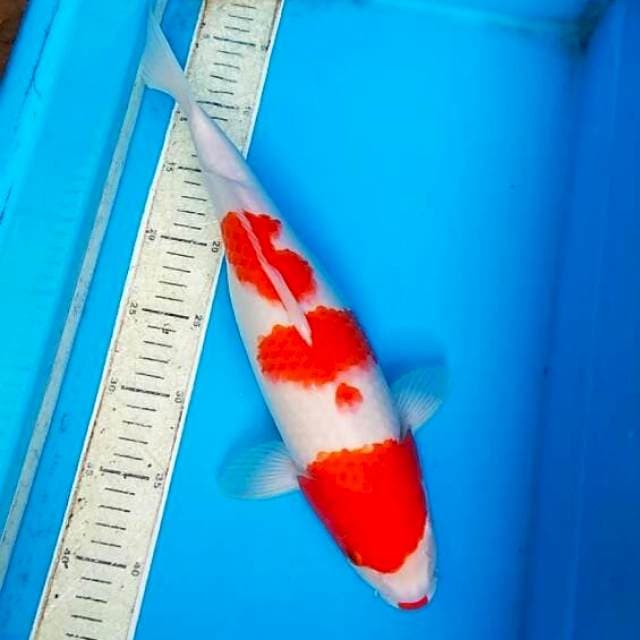 Kohaku 39cm