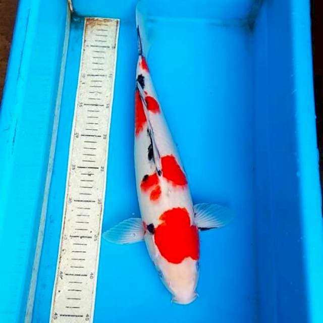 Sanke 42cm