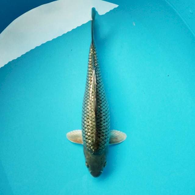 2. ±30cm SORAGOI GINRIN