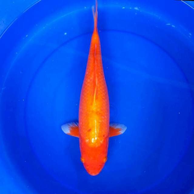 5. ±43cm JUMBO AKA HAJIRO