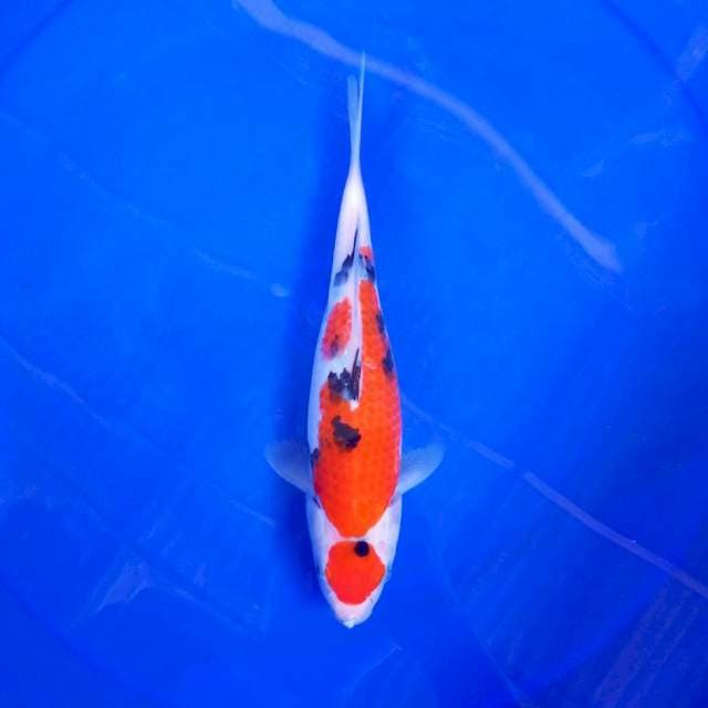 7. ±25cm MARU SANKE