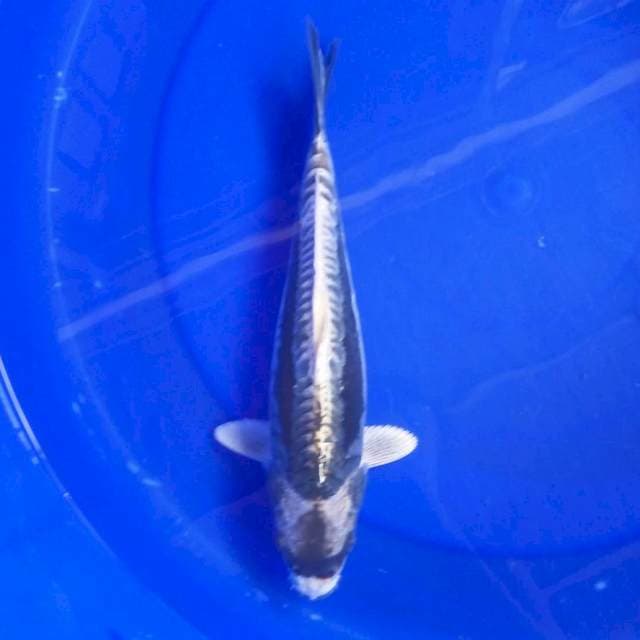 8. ±30cm KABUTO