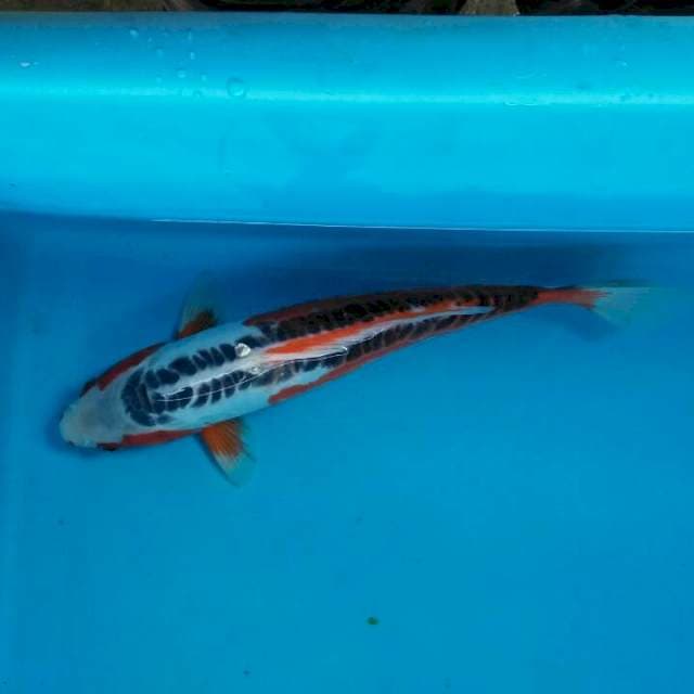 Shusui yamaju serty