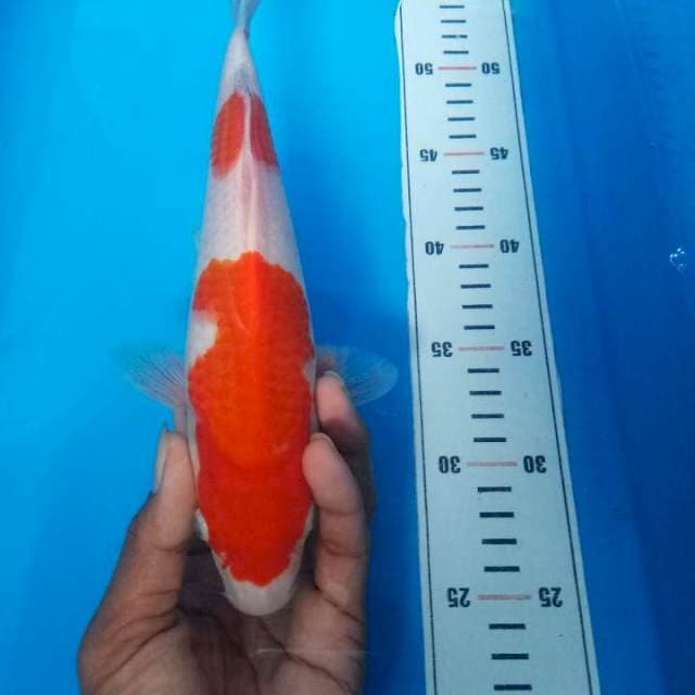kohaku 26 cm