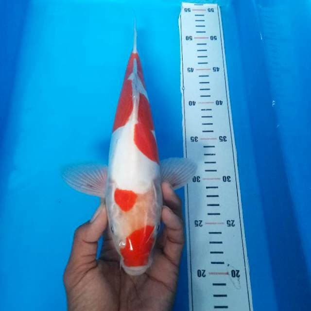 doitsu kohaku 30 cm
