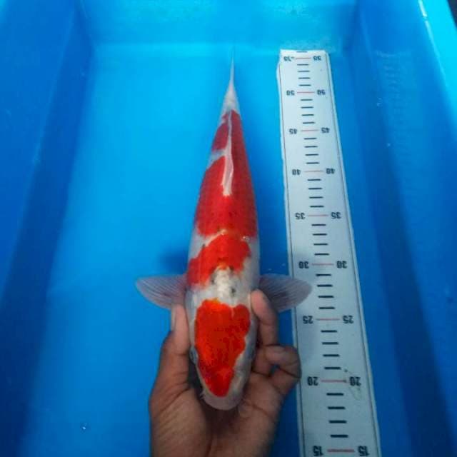 maruten ghosiki 35 cm