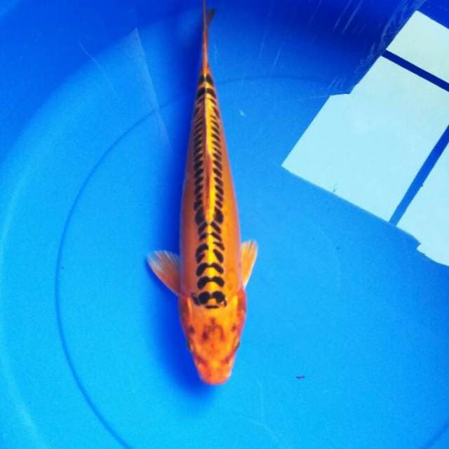 RING NAGA MIZUHO 32 CM