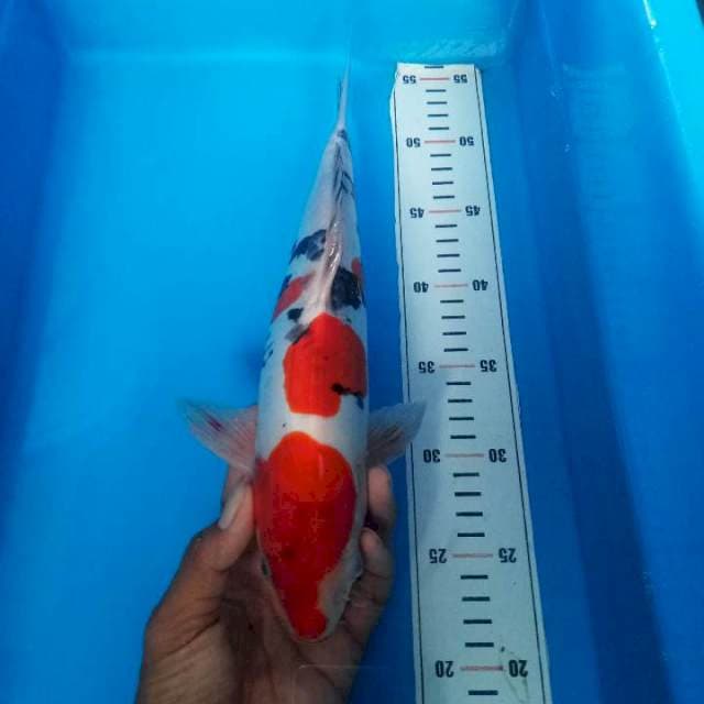 doitsu sanke 30 cm