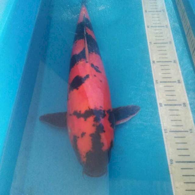 Hi Utsuri Doitsu, 46 cm Jantan