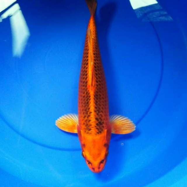 F1 KIN MATSUBA BERSIH TANPA BOCOR 32 CM