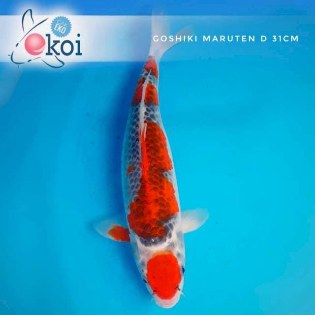 Goshiki markoten 31cm