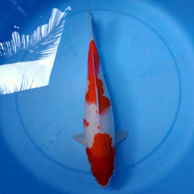 Kohaku 32cm
