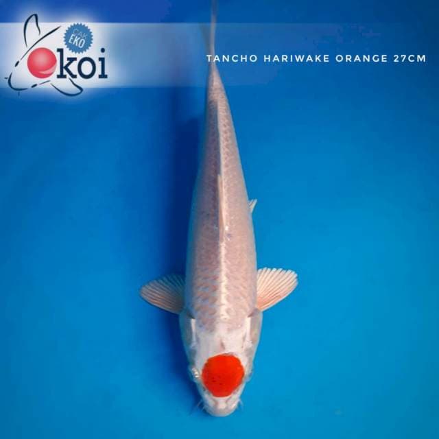 Tancho Hariwake 27cm
