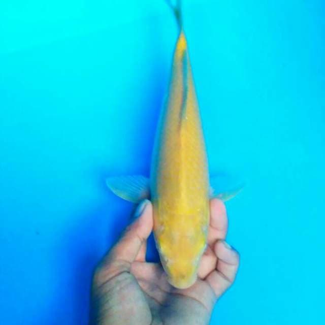 KARASI PEJINAK KOLAM 28 CM