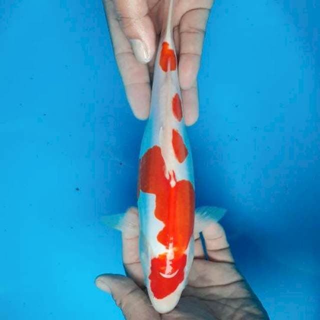 Kohaku mulus 