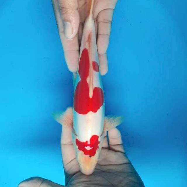 Kohaku mulus merona