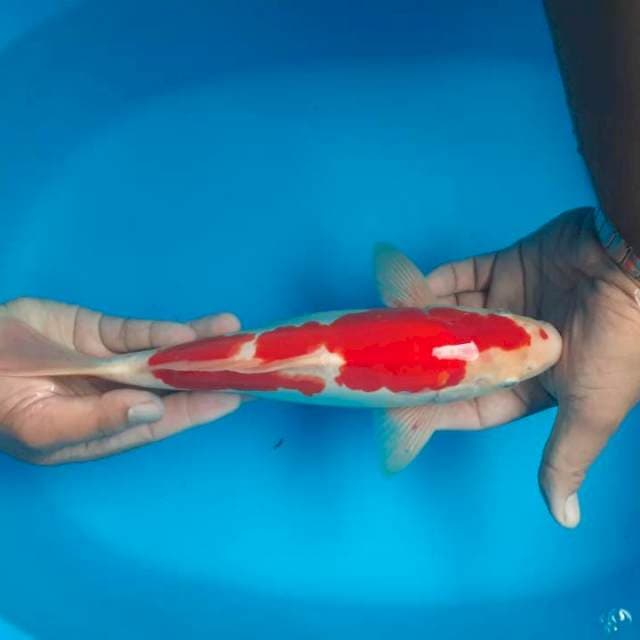 Kohaku 