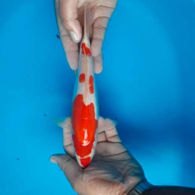 Ucibeni step 3