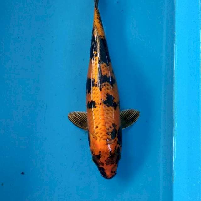 Kin Hi Utsuri 33 CM
