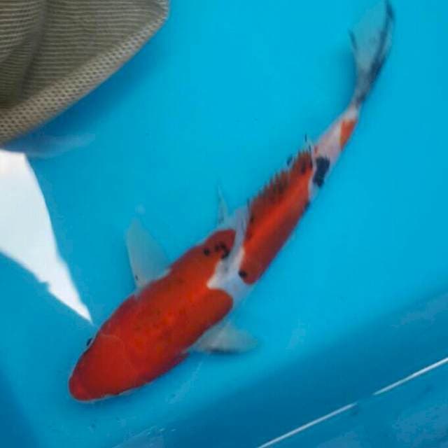 Sanke doitsu okawa 22cm