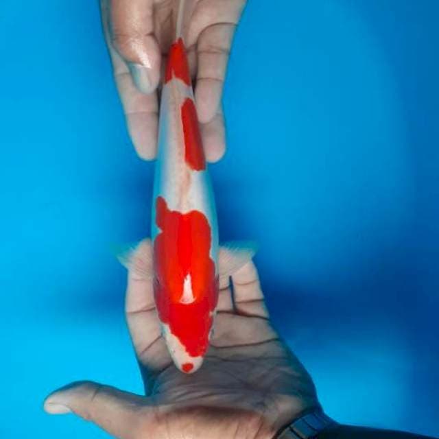 Kohaku cantik