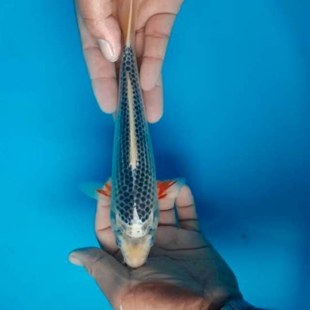 Asaghi