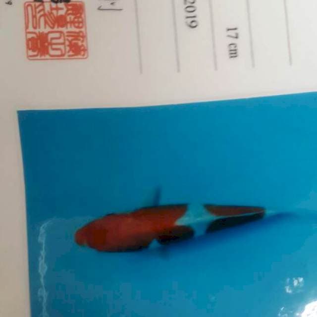 Kohaku doitsu shinoda 21cm