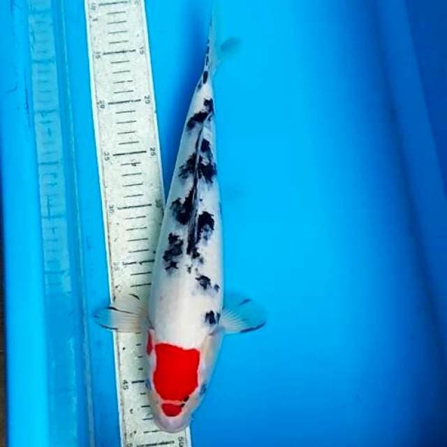 Tancho sanke 36cm
