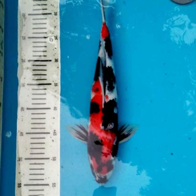 Showa Male 40cm