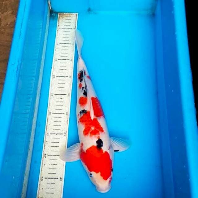 Sanke 38cm
