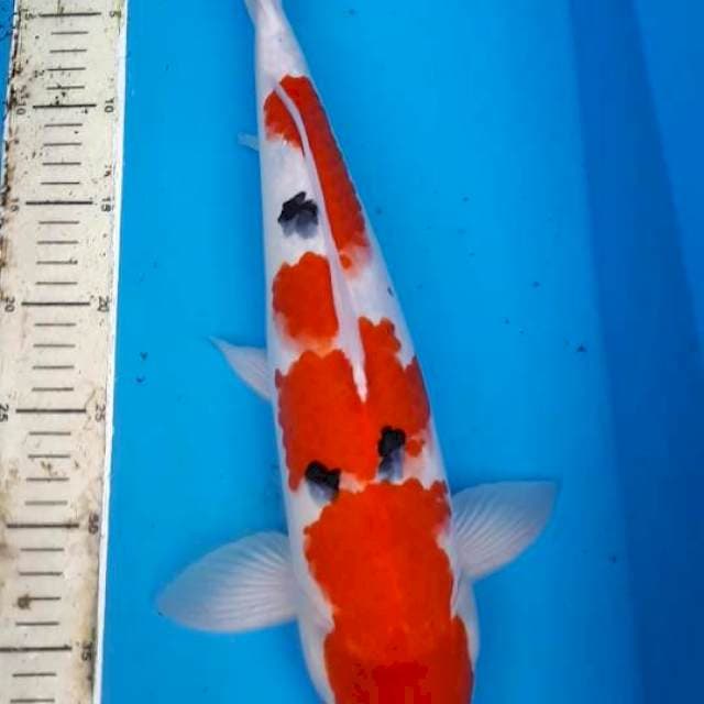 SANKE 42 CM