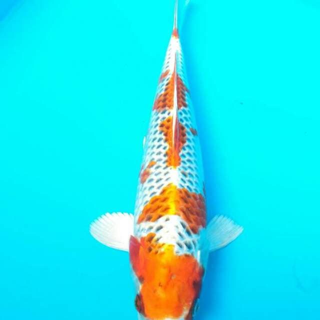 Kujaku jaring rapi 27 cm